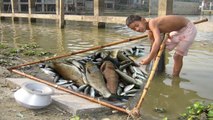 Khmer Fishing, Net Fishing at Kompong Spue - Cambodia Traditional Fishing - Fishing  Man