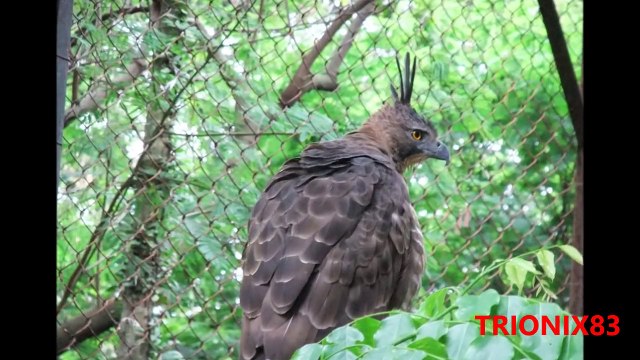 Aguilas – Aguilas Cazando: LAS AGUILAS MAS GRANDES DEL MUNDO – Aguila cazando