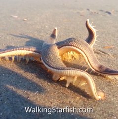 Une étoile de mer qui marche ça donne ça... Incroyable et magnifique!