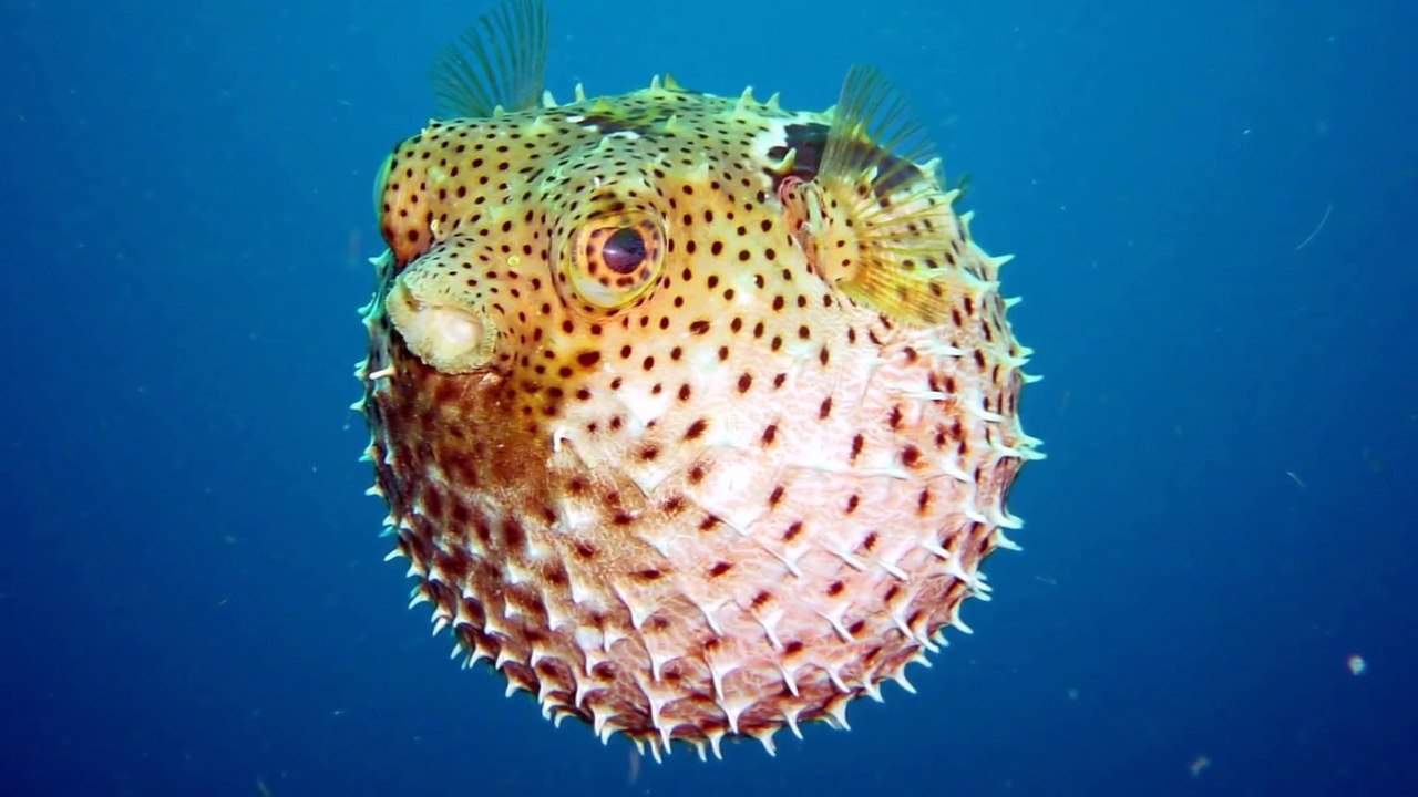 top 10 most dangerous fish in the world