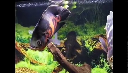12 Exploring 12 Varieties of Oscar Fish
