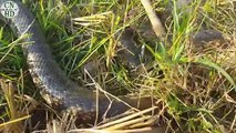 Wow! Snake Attach - Amazing Brave Boys Catch biggest Snake Using Bare Hands in Cambodia