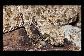 ESSA COBRA É MUITO ESTRANHA