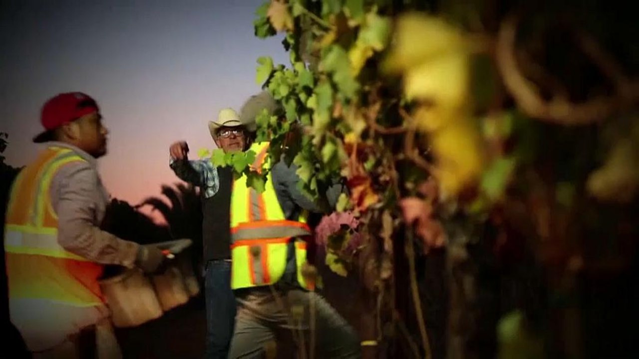 Zu heiß in Kalifornien für guten Wein