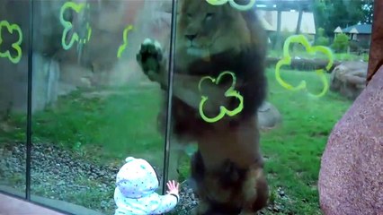 Ce lion veut s'attaquer à un bébé, heureusement qu'il y a la vitre