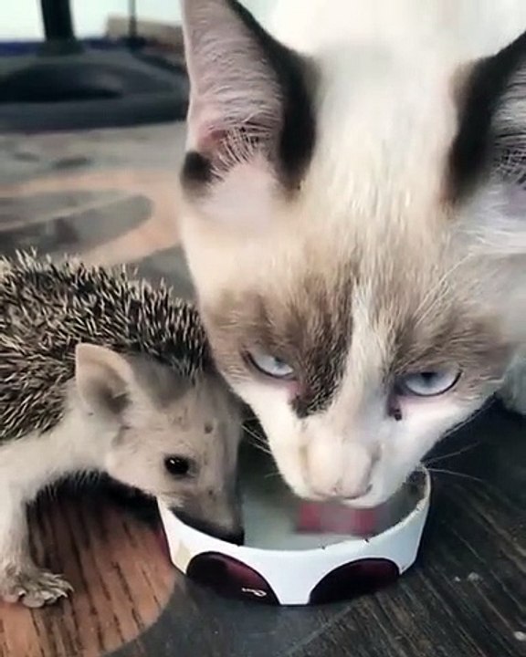 Insolite : chat et hérisson boivent dans la même gamelle