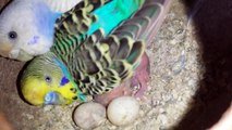 Budgies Parrots setup overall progress eggs chicks budgies pet in Urdu/Hind.