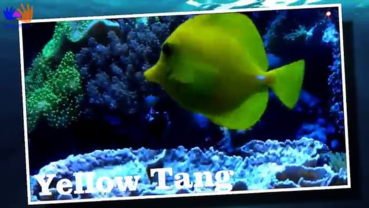 Learn Sea Animals NEW | Disney Pixar Finding Dory, Nemo Cartoon For Kids - HandPlayTV for kids
