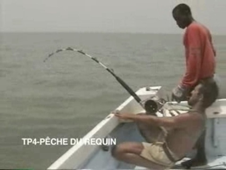 Pêche du requin