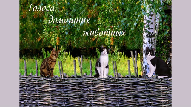 Голоса домашних животных для детей (voices of domestic animals)