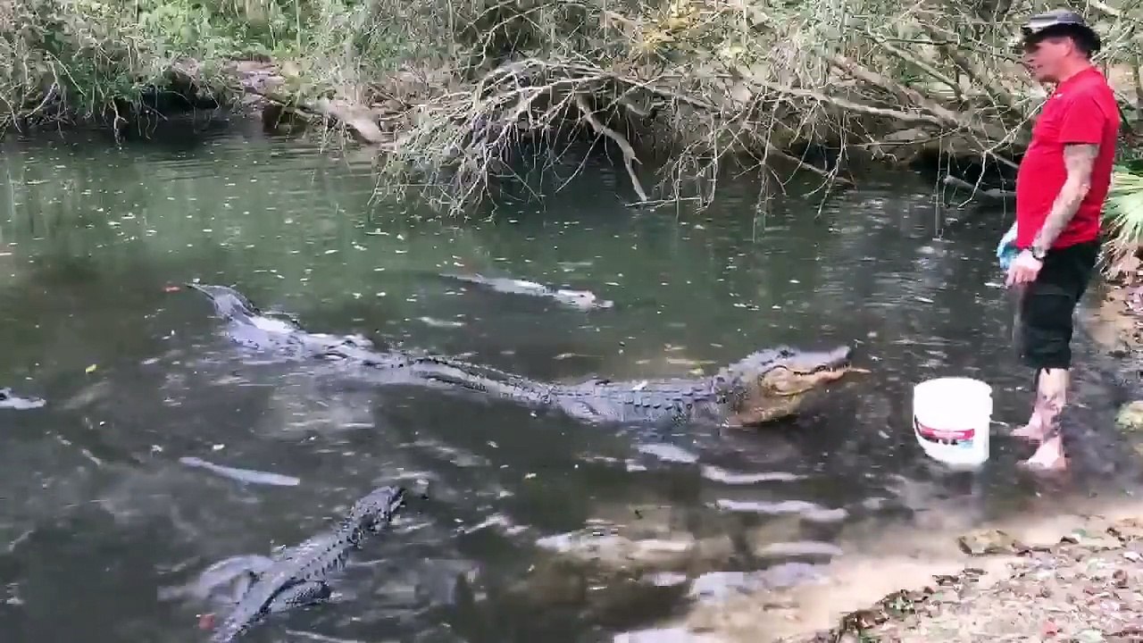 Il sert de repas aux alligators d'une manière incroyable!