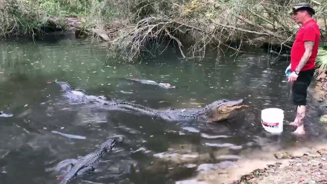 Il sert de repas aux alligators d'une manière incroyable!