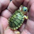 Cette petite tortue est trop mignonne...