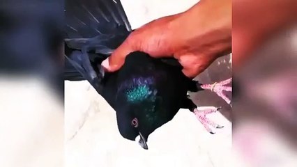 best high flying pigeon fly training