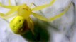 Aranha caranguejo das flores - (Misumera vatia)