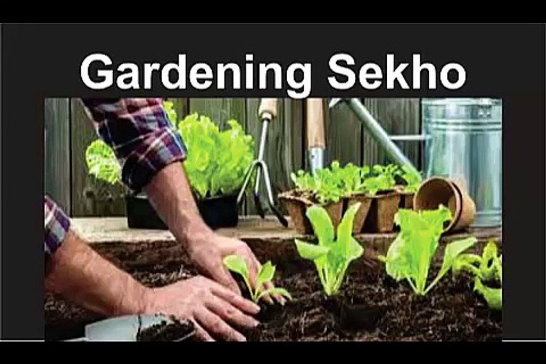 How To Grow Ginger Plant At Home Gardening Sekho