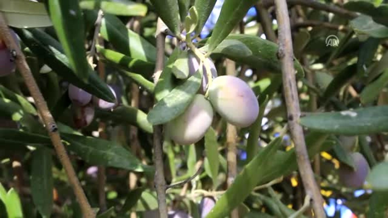 2. Zeytin Hasat Şöleni"- Zeytin Toplama Yarışması