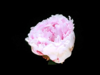 SUBSCRIBE OR ILL KILL MYSELF