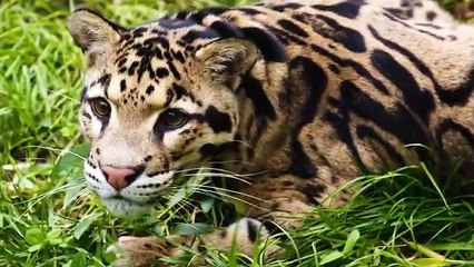 12 Rare Creatures of Nepal