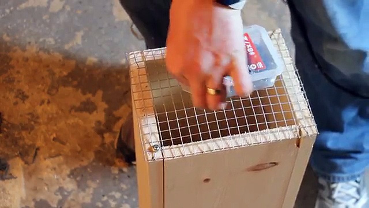How to Make a Squirrel Trap - DIY catch alive trap
