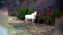 10 Animales Albinos Más Raros e Increibles Del Mundo