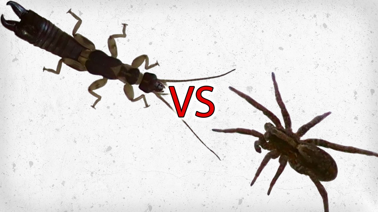 Predatory Earwig vs Wolf Spider