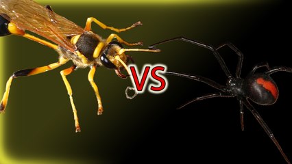 Wasp vs Redback Spider