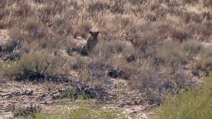Hunter becomes the hunted, (literally).