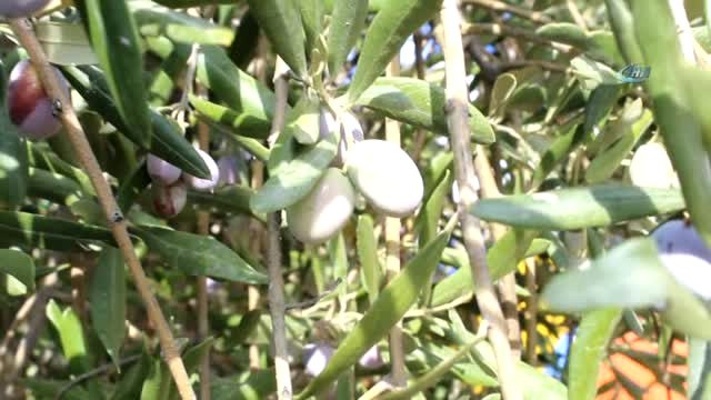 2. Zeytin Hasat Şöleni'nde Zeytin Toplayıcıları 'Altın' İçin Yarıştı