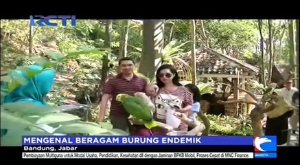 Mengenal Beragam Burung Endemik di Bandung