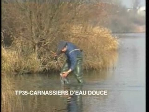 Carnassiers d'eau douce - Perche, sandre, brochet, silure