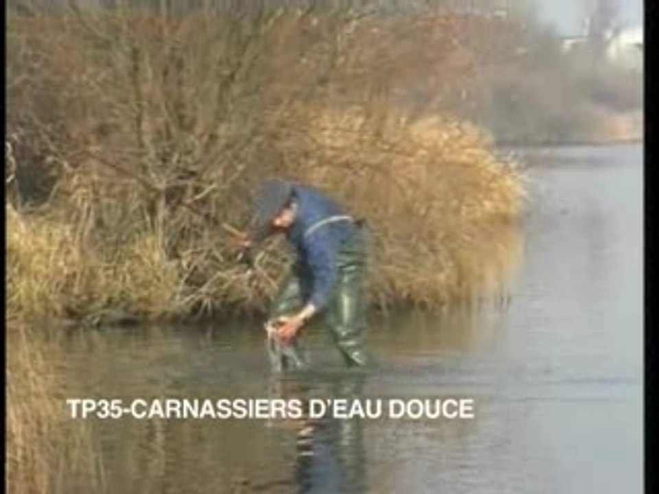 Carnassiers d'eau douce - Perche, sandre, brochet, silure