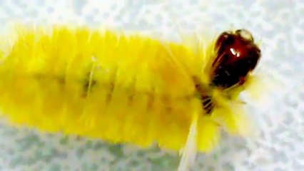 Lagarta Amarela  Yellow caterpillar