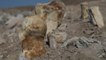 Kayserili Keçi Çobanı 6 Milyon Yıllık Fosil Buldu