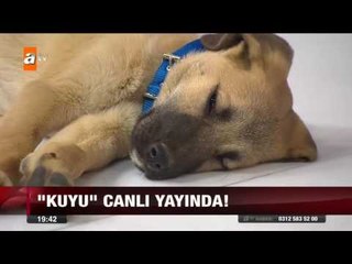 Yavru köpek "Kuyu" canlı yayında! - ATV Ana Haber