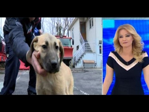 13 gün sonra kurtarılan 'Kuyu' Müge Anlı'da! Müge Anlı İle Tatlı Sert 1782. Bölüm- atv