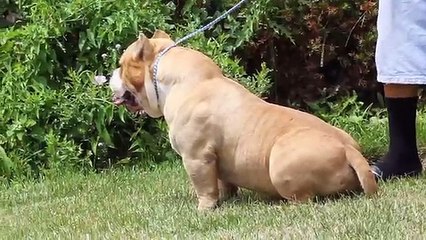 1 MILLION FOR MR. BEANS..AMERICAN BULLY