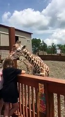 Jordan Patch Doing Giraffe Talk with April the Giraffe