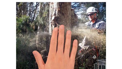 What Should I Consider When Choosing a Tree Service Specialist
