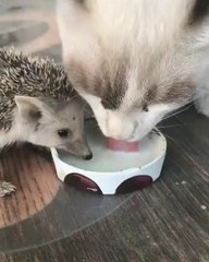Juste un chat et un hérisson qui boivent dans la même gamelle... Adorable