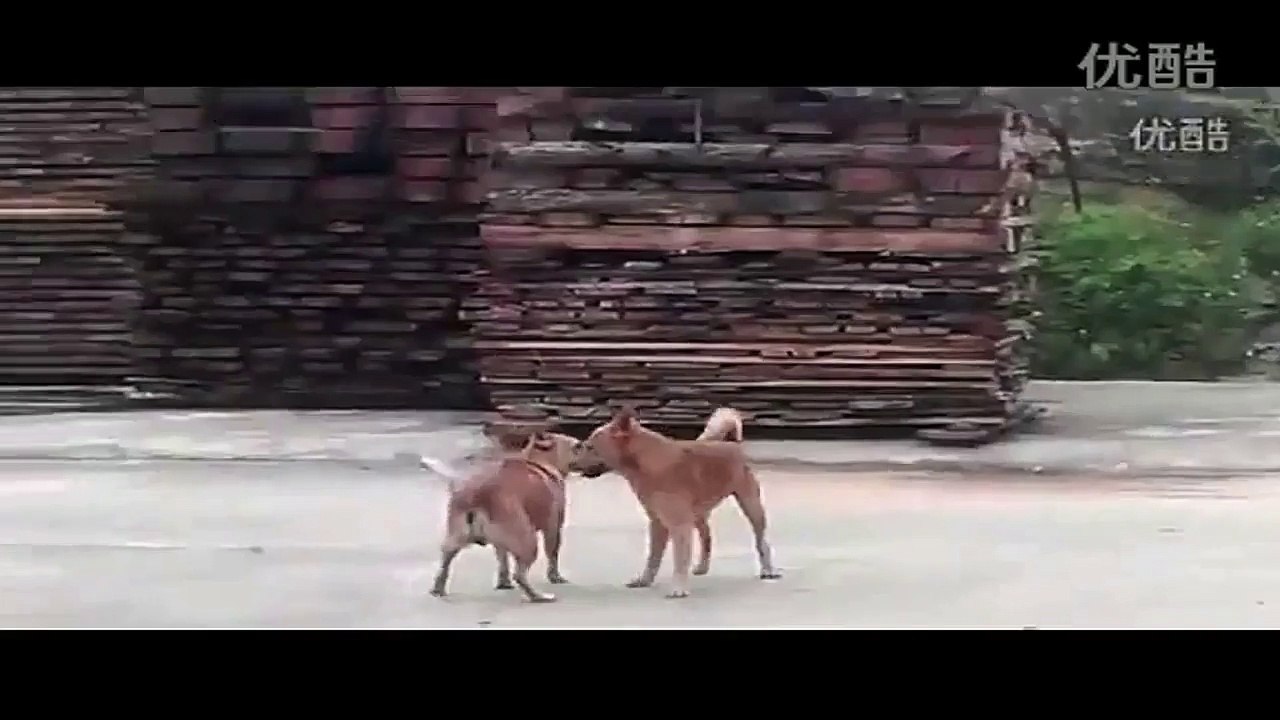 How the dogs have sex! OMG