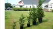 MasaterPlant Tips Where to Plant Leyland Cypress Trees In The Landscape