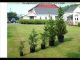 MasaterPlant Tips Where to Plant Leyland Cypress Trees In The Landscape