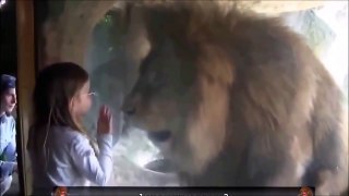 Little girl vs Lion