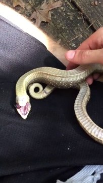 Regardez comment neutraliser un serpent et le rendre inoffensif... Hop, sur le dos