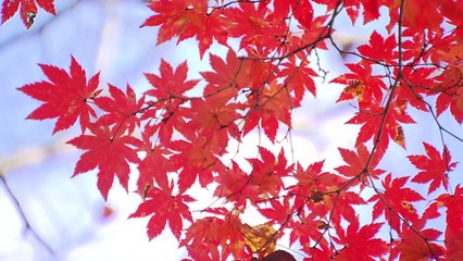 절정 치닫는 오색단풍...연휴 끝자락 인산인해 / YTN