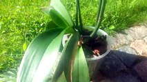 Орхидея ч.1. Мой метод полива орхидеи Удобрения Простые принципы правильного ухода за цветами