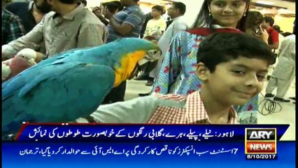 Colorful parrots on display for sale in Lahore exhibition