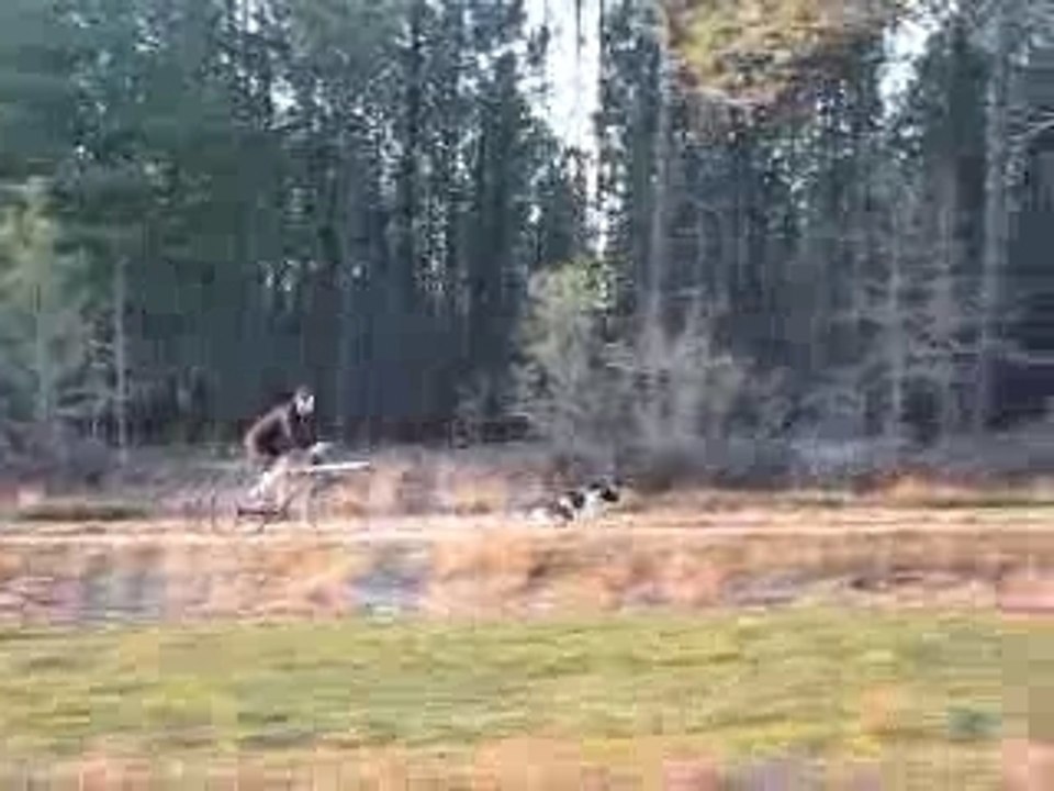bike-joring benji