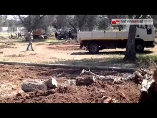 TG 27.01.15 Paura Xylella, stop dell'Algeria alle barbatelle di vite dall'Italia